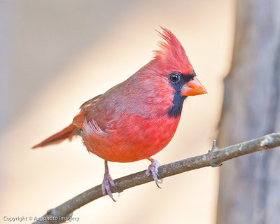 CardinalOnDubstep.jpg