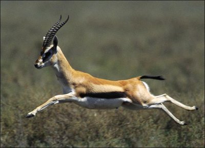 gazelle-picture.jpg