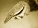 aardvark.jpg