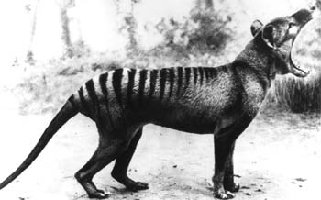 thylacine.jpg