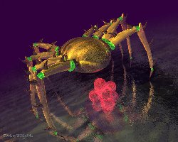 Spider[1].jpg