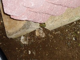cool frog i found in my backyard one year witch is odd b/c they are not native to north east ohio...