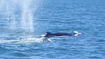 whale.jpg