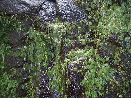Ice encrusted plants,  How do they grow? Very beautiful to look at.