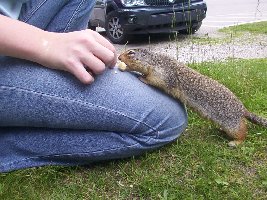 First wild animal seen: a Columbian Ground Squirl. (Eating bread of my leg)