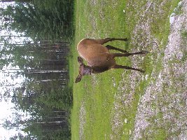 An Elk