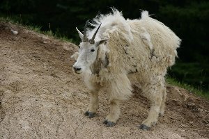 And a mountain goat
