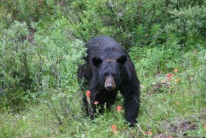 And a black bear, spotted next to the highway to Jasper