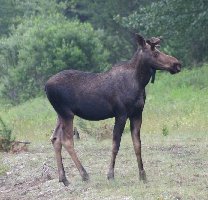 And a moose